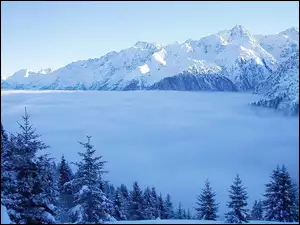 Mgła, Zima, Góry, Choinki, Śnieg