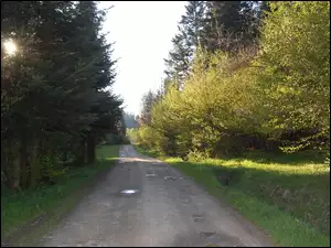 Droga, Krzewów, Gęstwina, Drzew