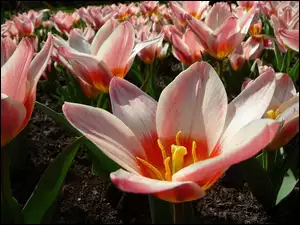 Holenderskie, Tulipany