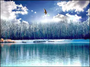 Niebo, Ptak, Chmury, Jezioro