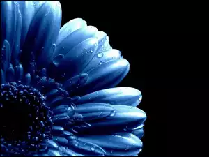 Niebieski, Wody, Kwiat, Krople