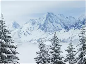 Zima, Góry, Choinki