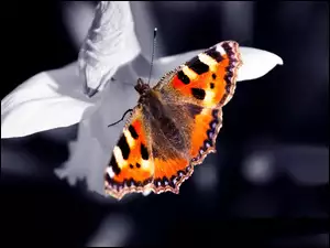 Płatki, Motyl, Białe