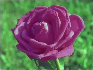 Liliowa, Róża