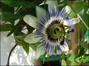 Kremowa, Passiflora