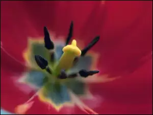 Tulipana, Środek, Czerwonego