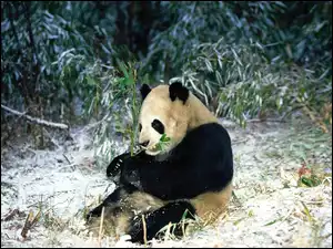 Panda, Pożywienie