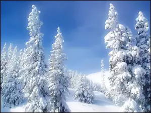 Śnieg, Las, Zima