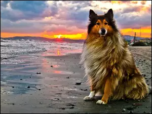 Pies, Zachód , Słońca