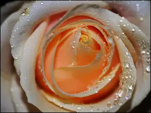 Rosa, Róża, Herbaciana