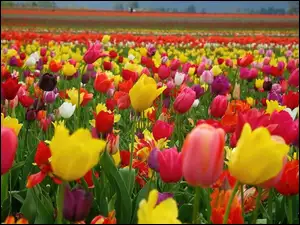 Plantacja, Tulipanów