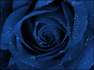 Niebieska, Wody, Róża, Krople