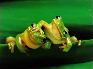 Żabki, Dwie, Zielone