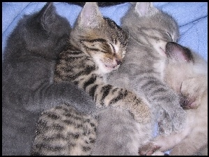 Kotki, Cztery, Śpiące