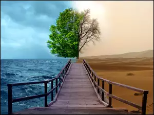 Pustynia, Drzewo, Morze