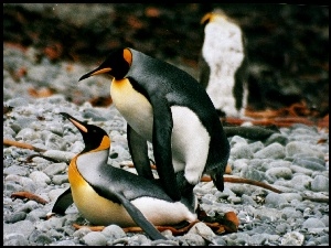 Masaż, Pingwina