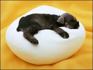 Śpiący, Sznaucer miniaturowy, Pies, Poduszka