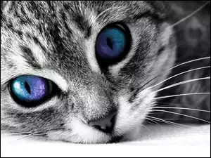 Oczy, Kot, Kolorowe