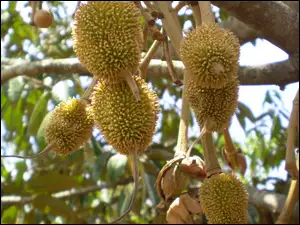 Durian, Drzewo
