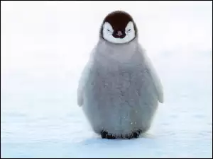 Pingwinek, Puszysty, Mały