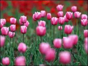 Tulipany, Łąka, Różowe