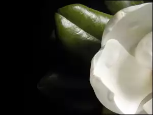 Listek, Biały, Kwiat