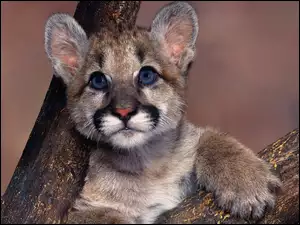 Oczy, Puma, Niebieskie