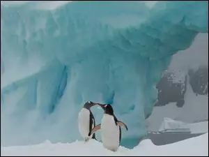 Dwa, Antarktyka, Pingwiny, Aiceberg