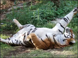 ZOO, Tygrys, Zabawa