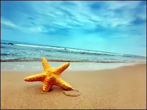 Plaża, Pomarańczowa, Gwiazda