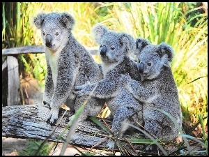 Misie, Koala