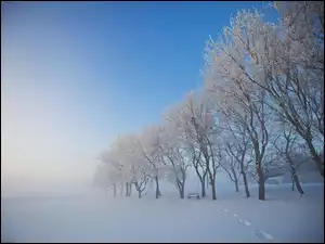 Ławka, Zima, Drzewa