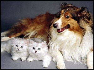 Białe, Owczarek szkocki długowłosy, Kotki, Pies