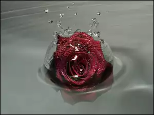 Woda, Czerwona, Róża