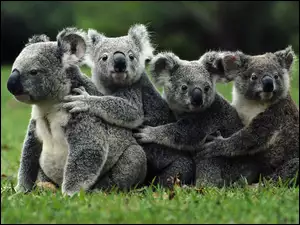 Koala, Cztery, Misie
