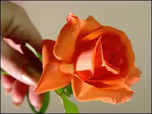 Pomarańczowa, Kobiety, Róża, Dłoń