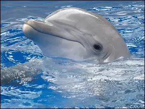 Woda, Zadowolony, Delfin