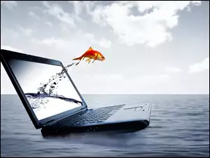 Morze, Laptop, Ryba