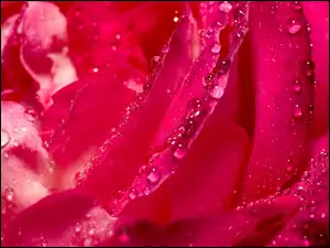 Różowa, Wody, Róża, Krople