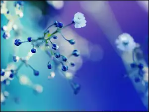 Kwiaty, Białe, Niebieskie