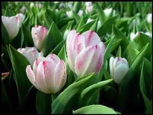 Białoróżowe, Tulipany