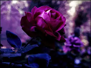 Róża, Piękna, Fioletowa