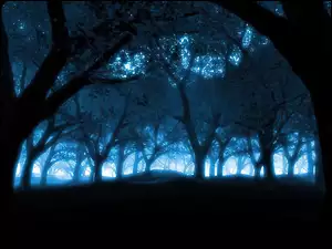 Drzewa, Las, Noc