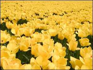 Tulipanów, Plantacja, Żółtych