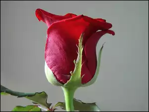 Róża, Pojedyncza, Czerwona