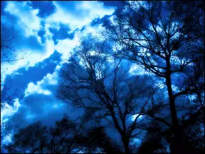 Chmury, Drzewa, Las
