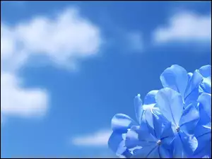 Kwiatki, Niebo, Niebieskie