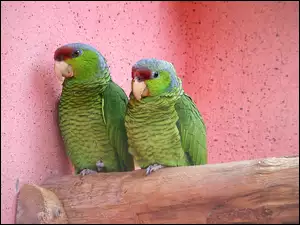 Papużki, Dwie, Zielone