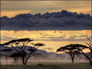 Tanzania, Drzewa, Chmura