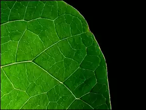 Liścia, Fragment, Zielonego